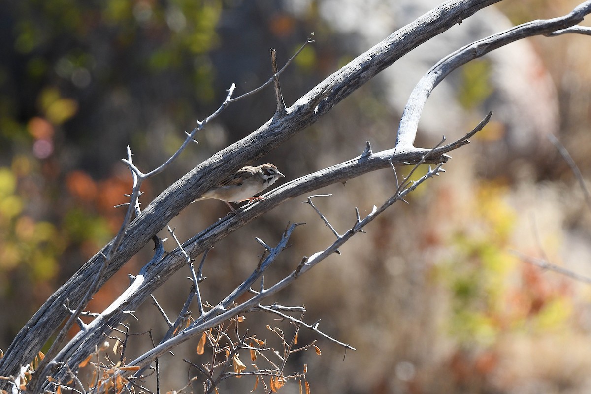 Lark Sparrow - ML641873625