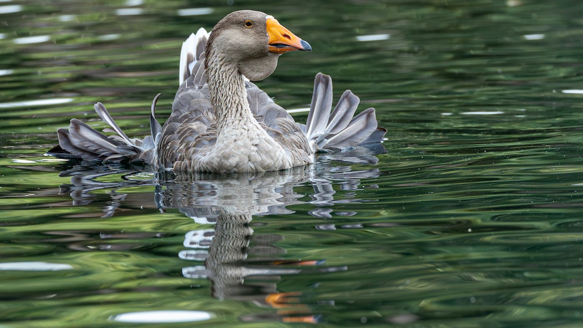 Graylag Goose (Domestic type) - ML641873642