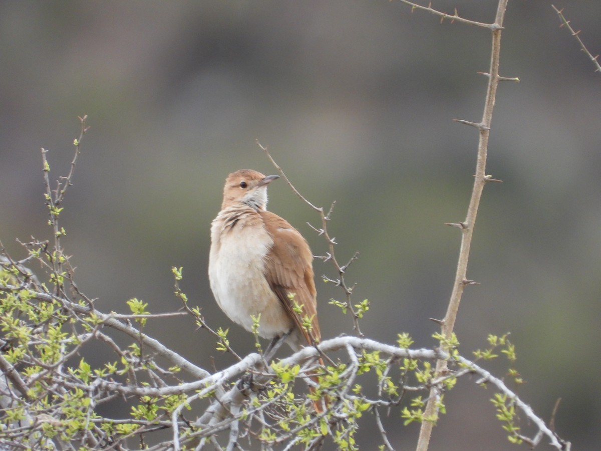 Rufous Hornero - ML641873652