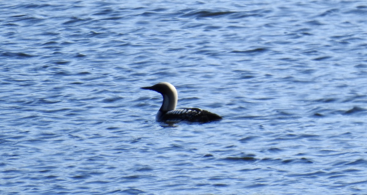 Pacific Loon - ML641873654