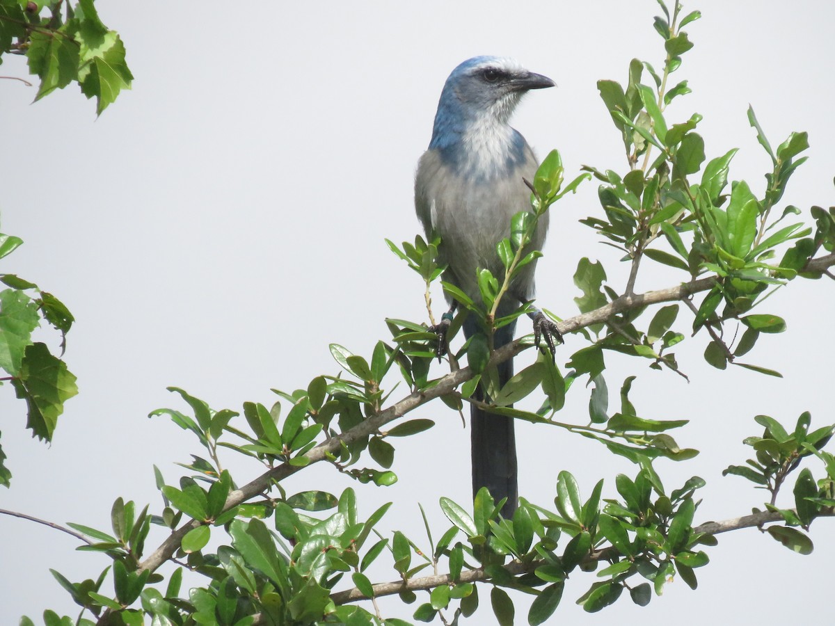 Florida Scrub-Jay - ML641873687