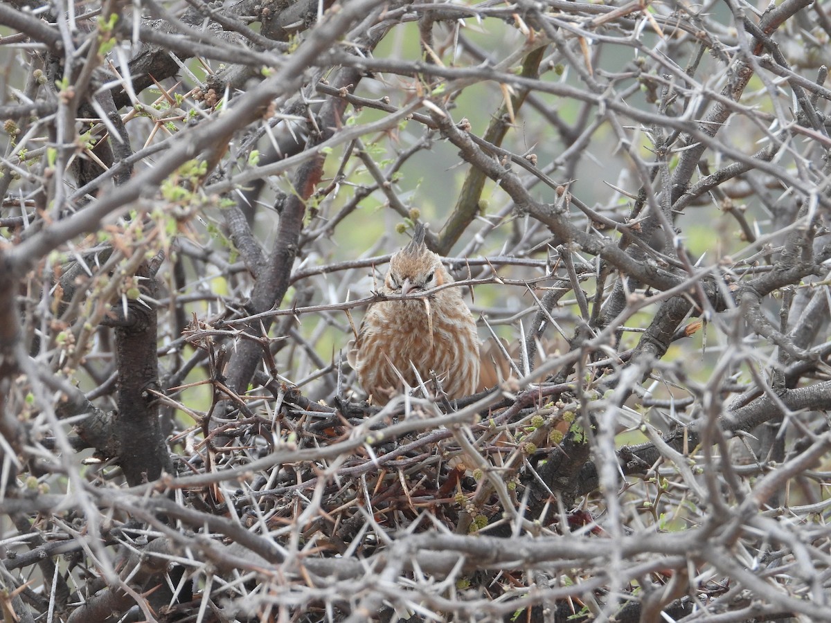 Lark-like Brushrunner - ML641873689