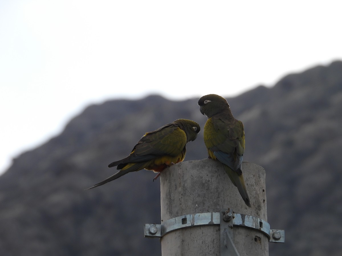 Burrowing Parakeet - ML641873704