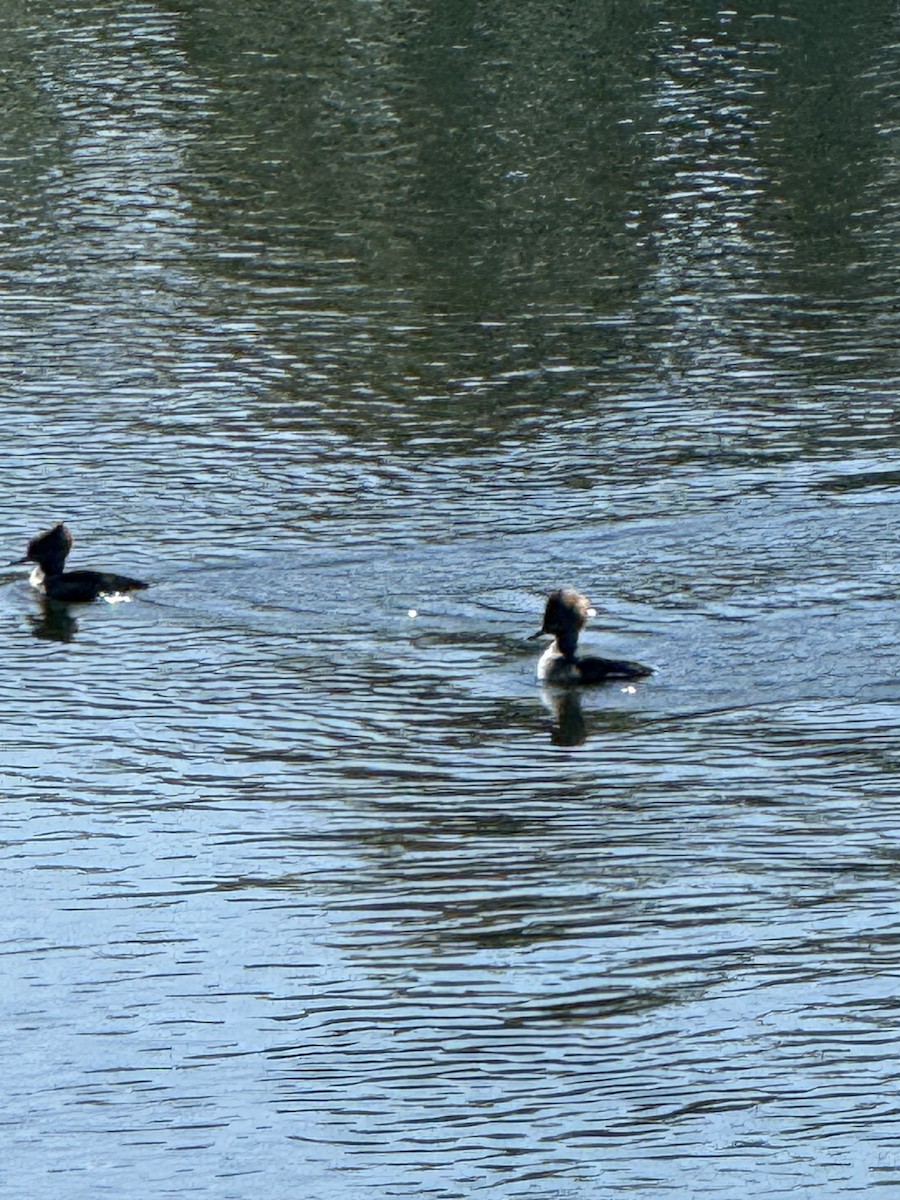 Hooded Merganser - ML641873747