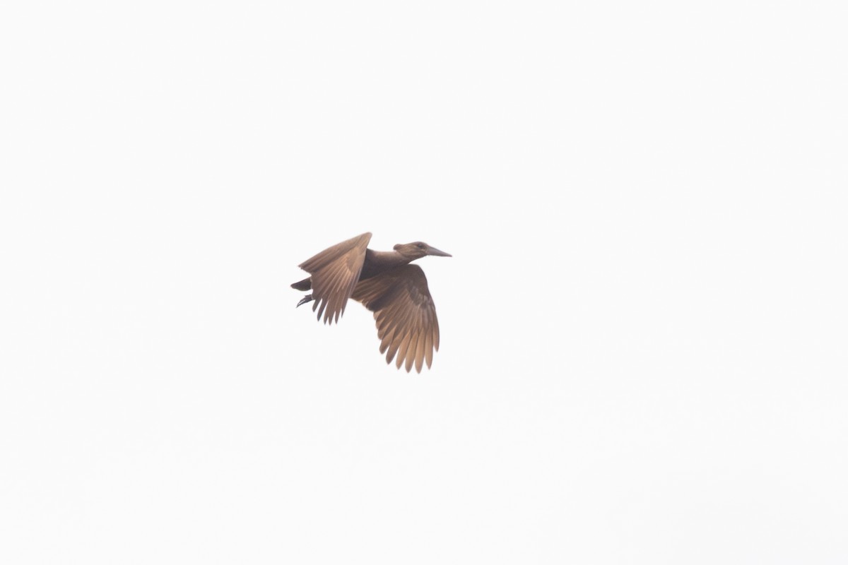 Hamerkop - ML641873803