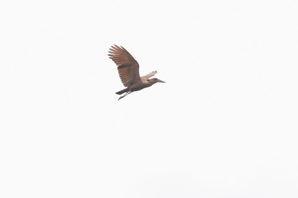Hamerkop - ML641873804