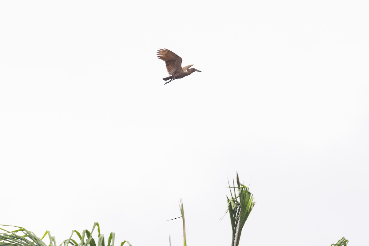 Hamerkop - ML641873805