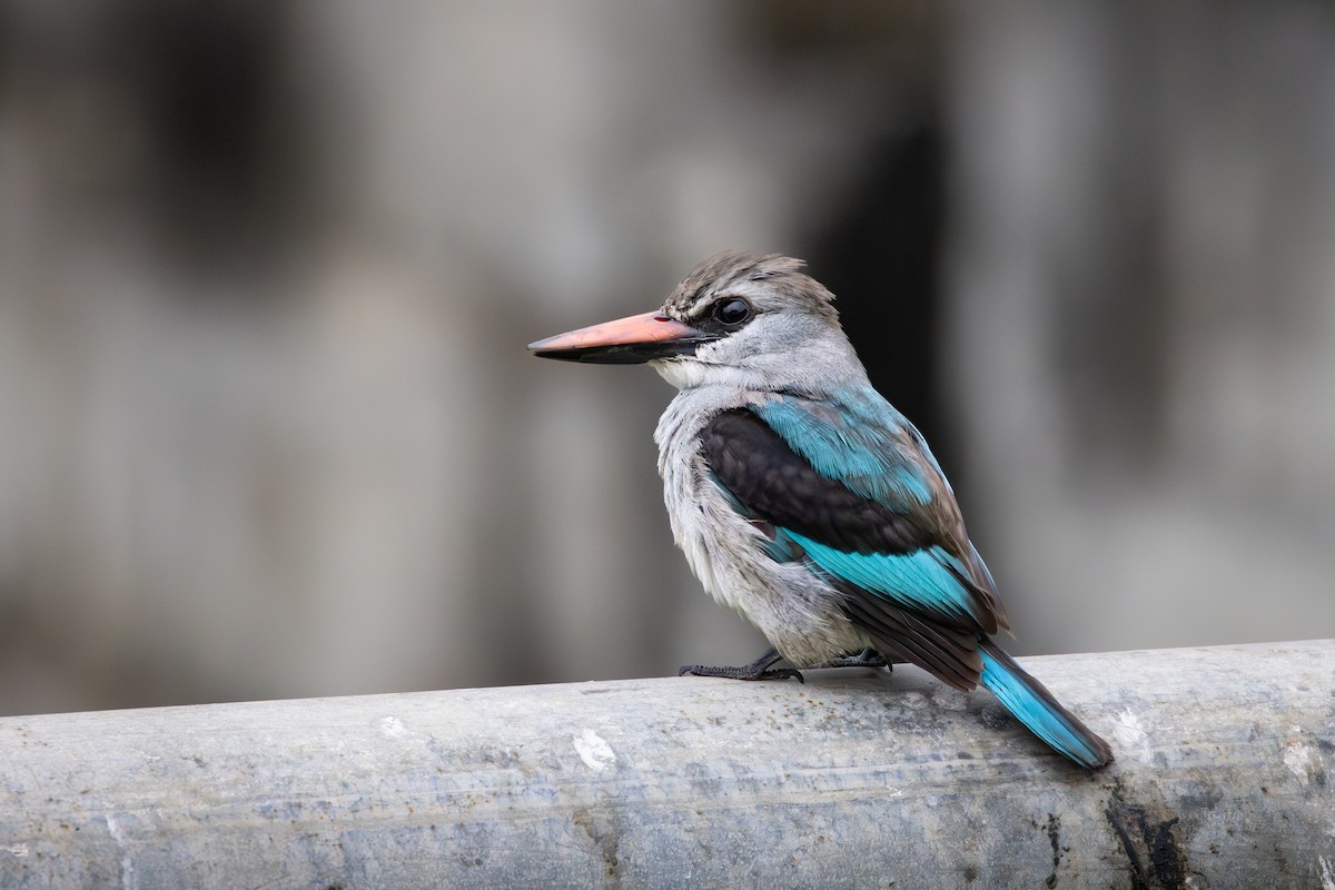 Woodland Kingfisher - ML641873818