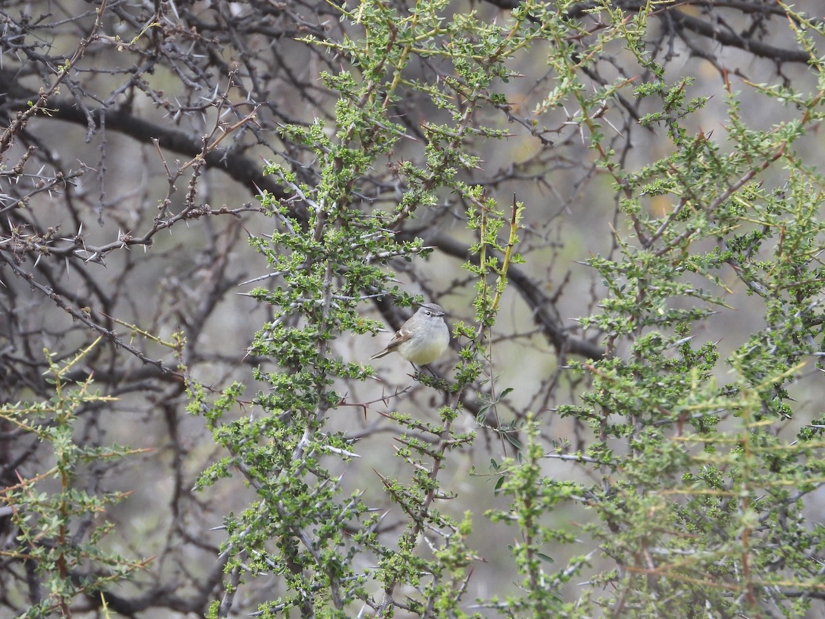 White-crested Tyrannulet - ML641873833