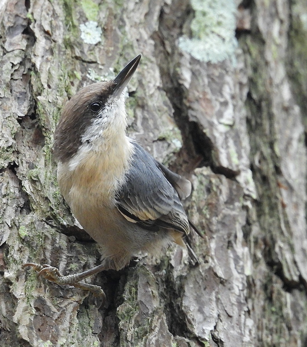 Brown-headed Nuthatch - ML641873837
