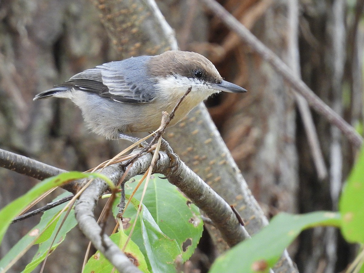 Brown-headed Nuthatch - ML641873850