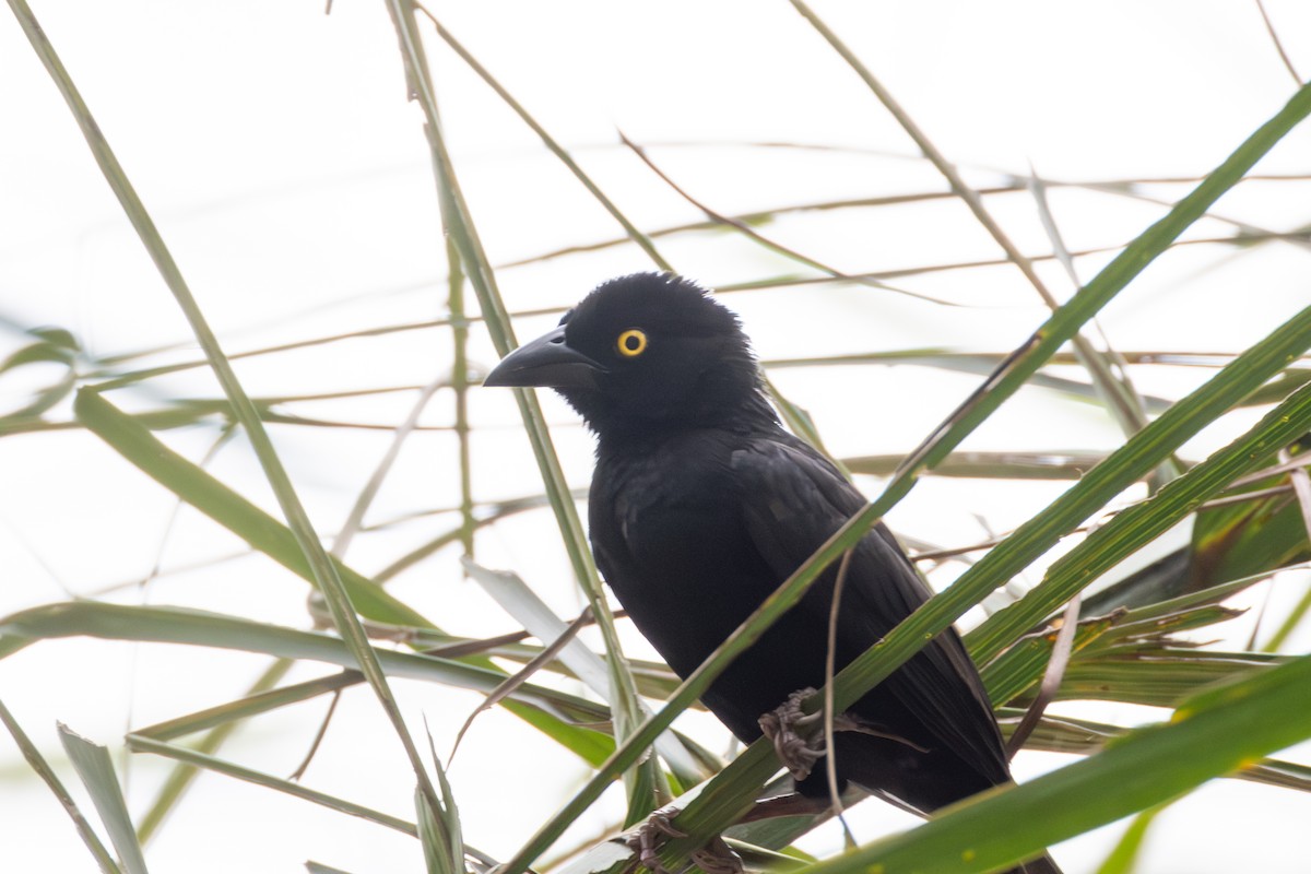 Vieillot's Black Weaver - ML641873889
