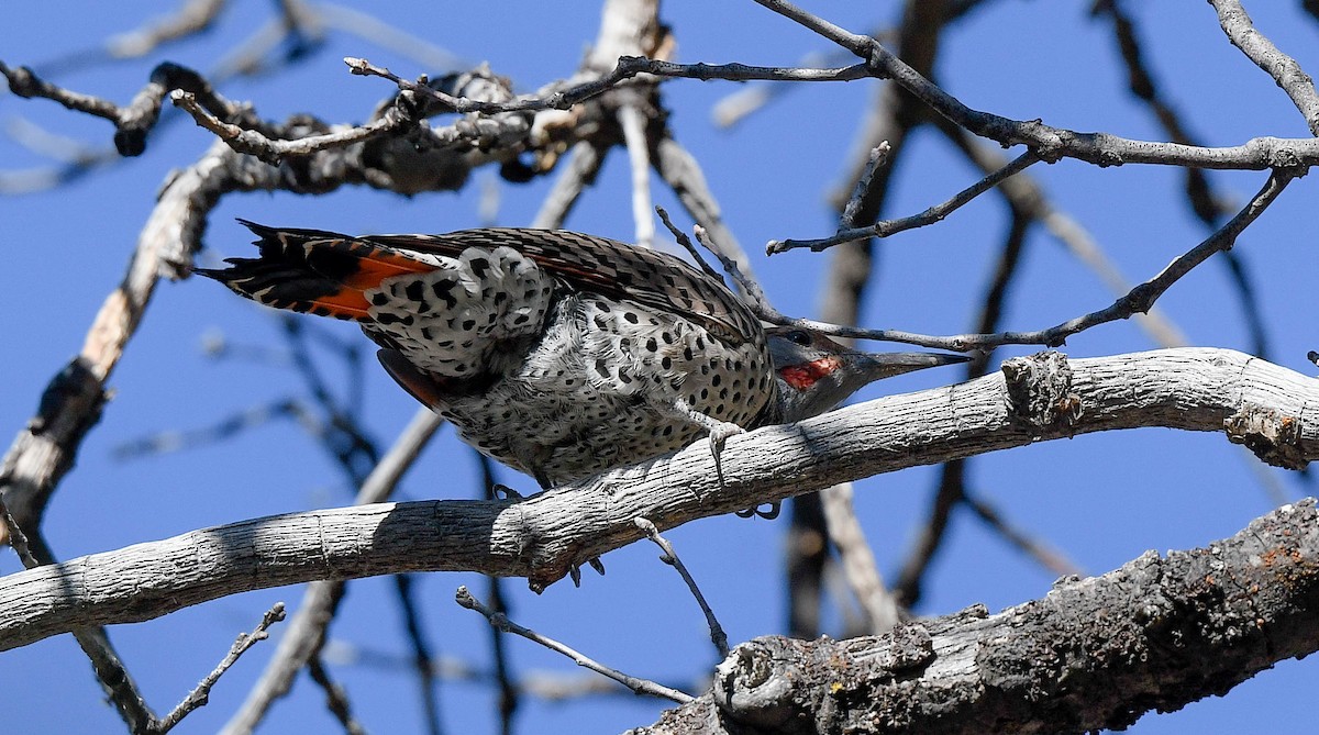 Northern Flicker - ML641873904