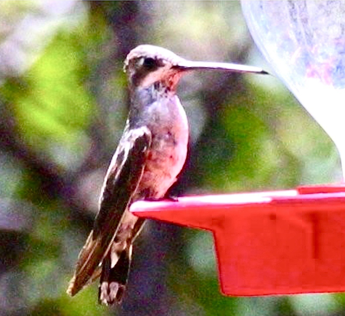 Plain-capped Starthroat - ML641873905