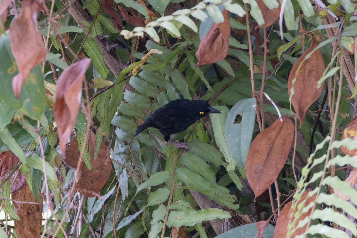 Vieillot's Black Weaver - ML641873910