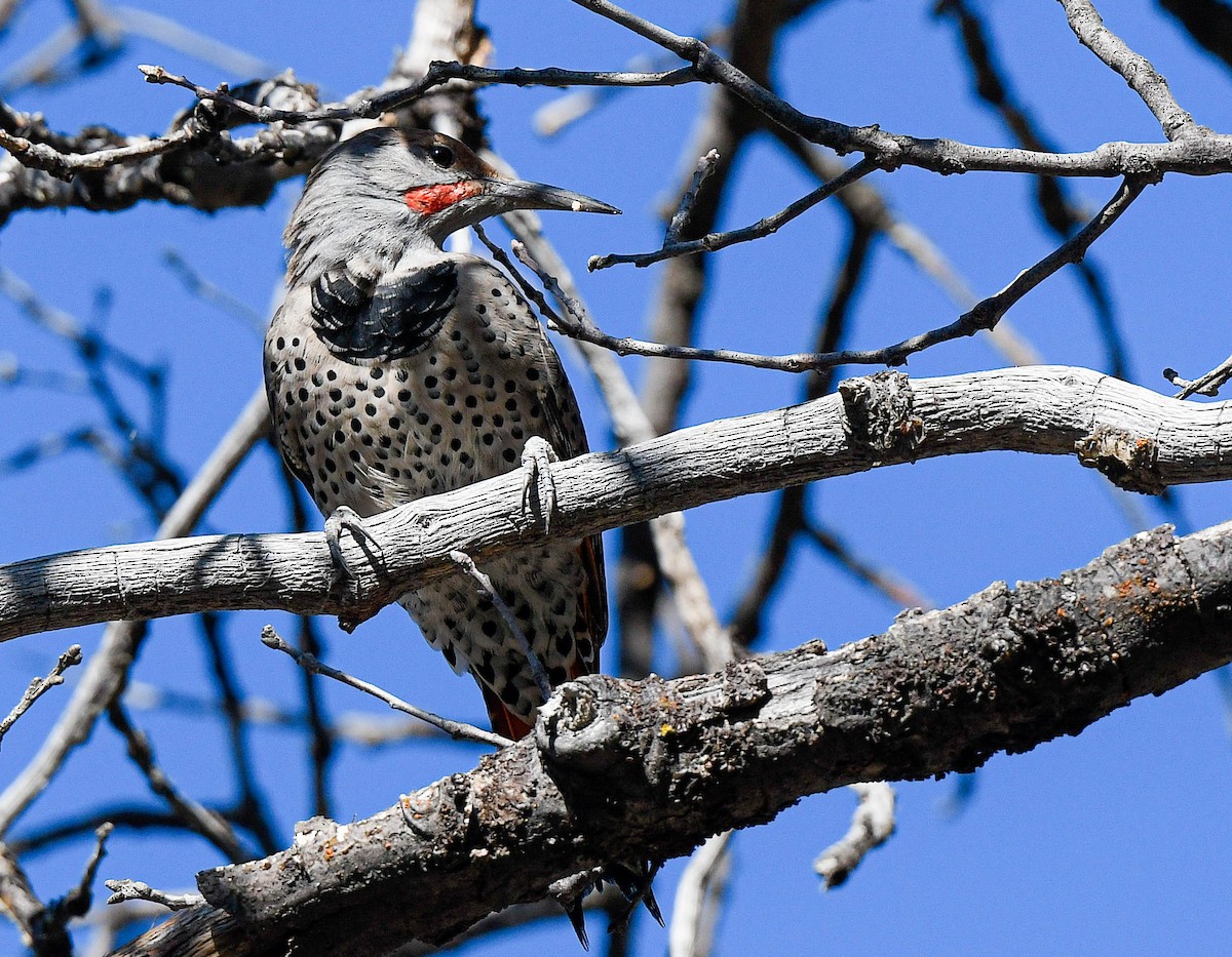 Northern Flicker - ML641873911