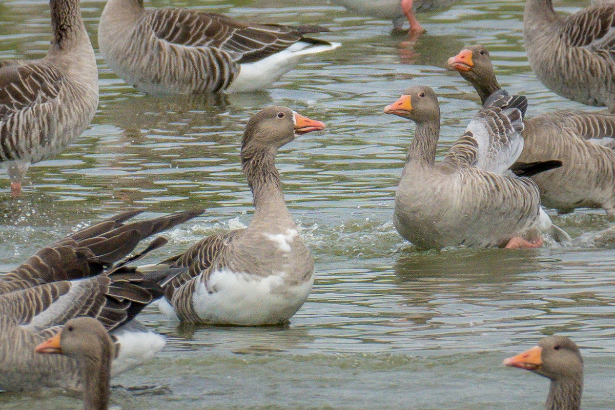 Graylag Goose (Domestic type) - ML641873945