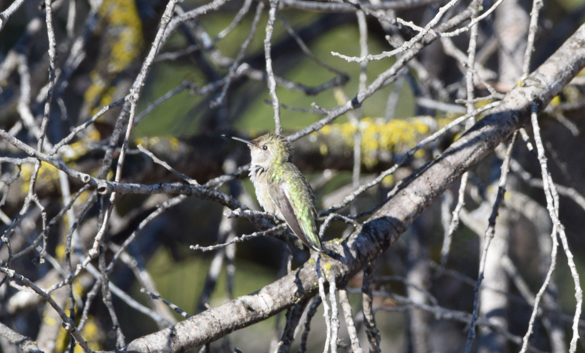 Anna's Hummingbird - ML641873976