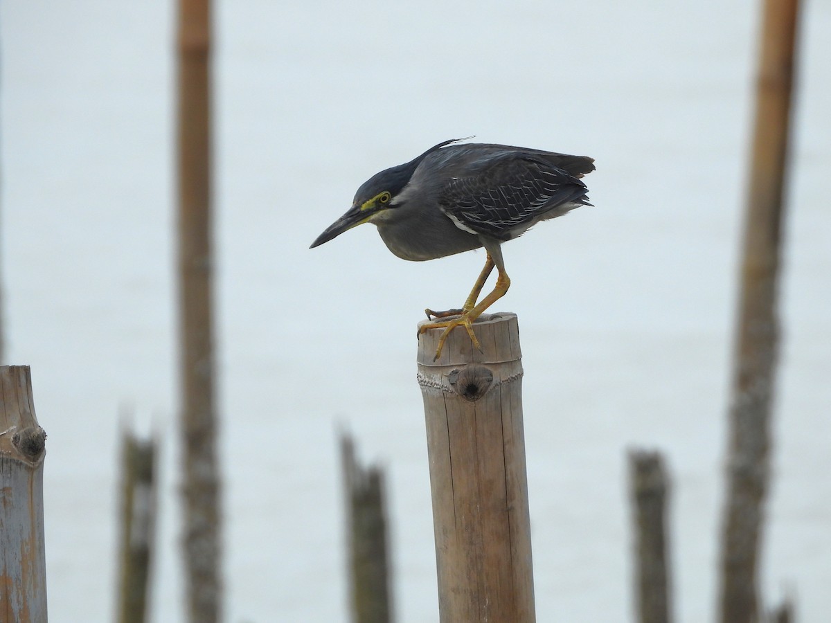Little Heron - ML641873977