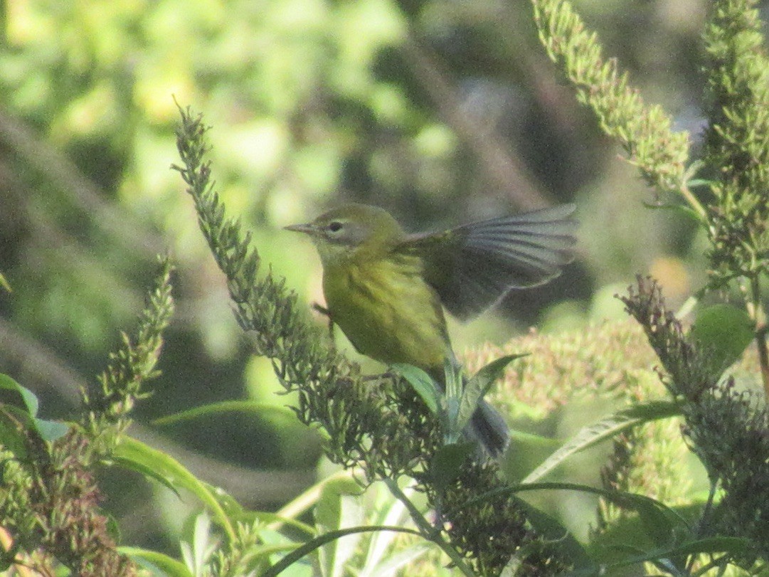 Prairie Warbler - ML641873994