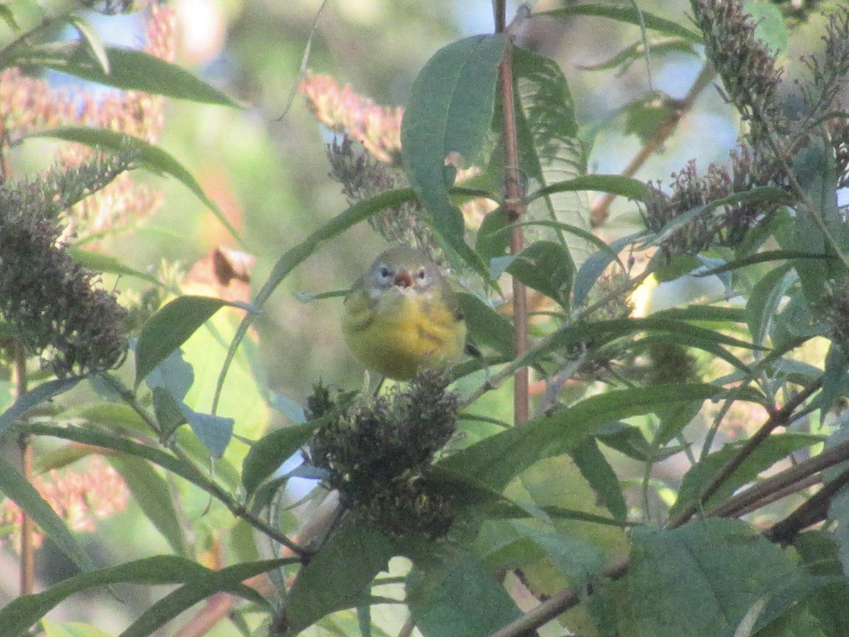 Prairie Warbler - ML641873997