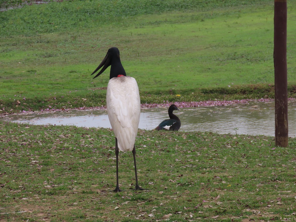 Jabiru - ML641874030