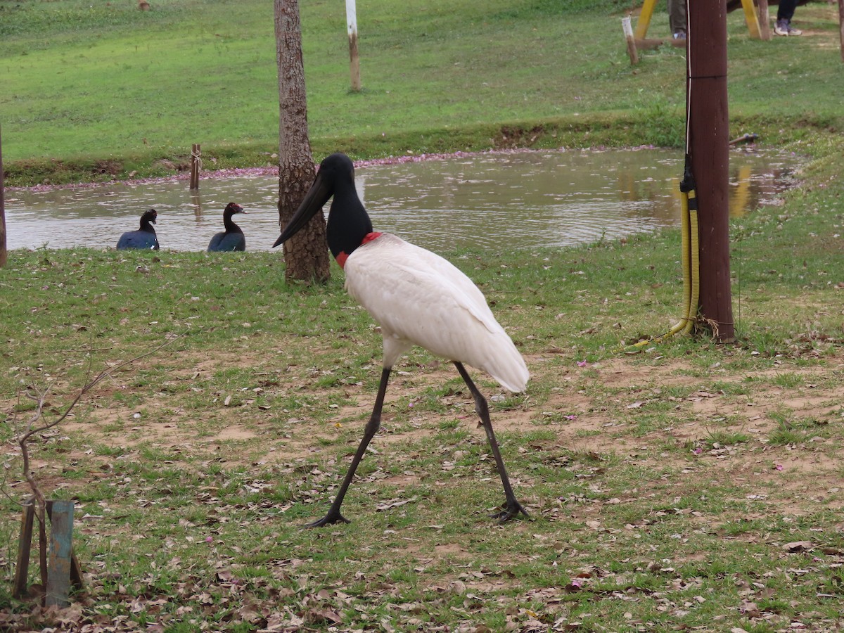 Jabiru - ML641874031