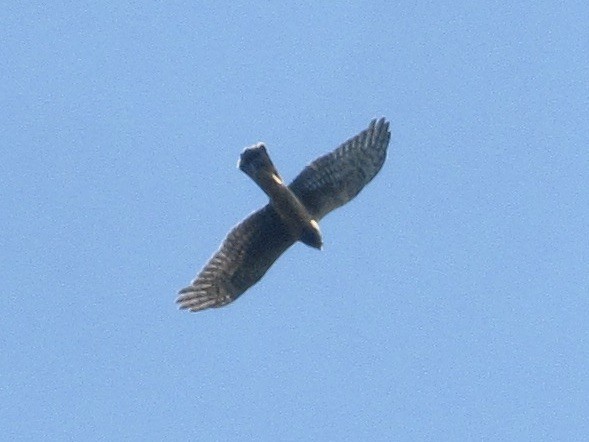 Northern Harrier - ML641874052