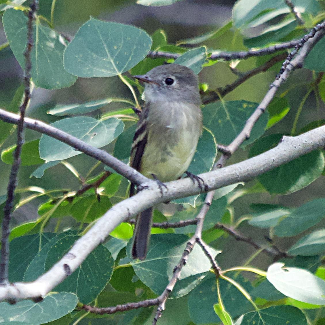 Western Flycatcher (Pacific-slope) - ML641874055