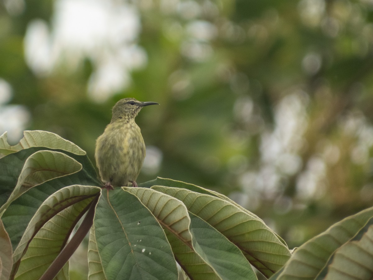 Red-legged Honeycreeper - ML641874062
