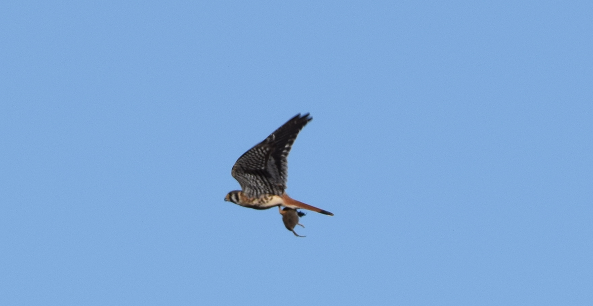 American Kestrel - ML641874066