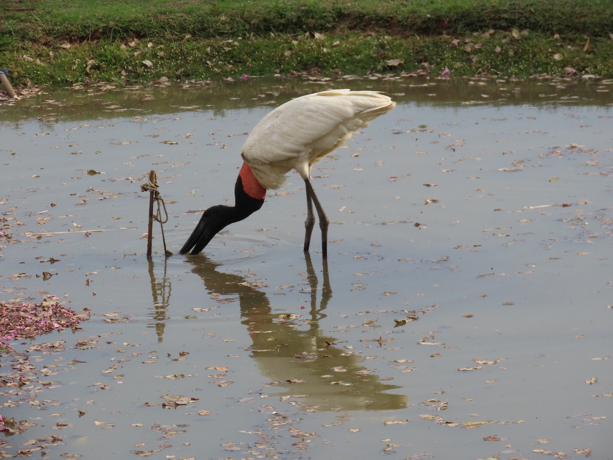 Jabiru - ML641874071