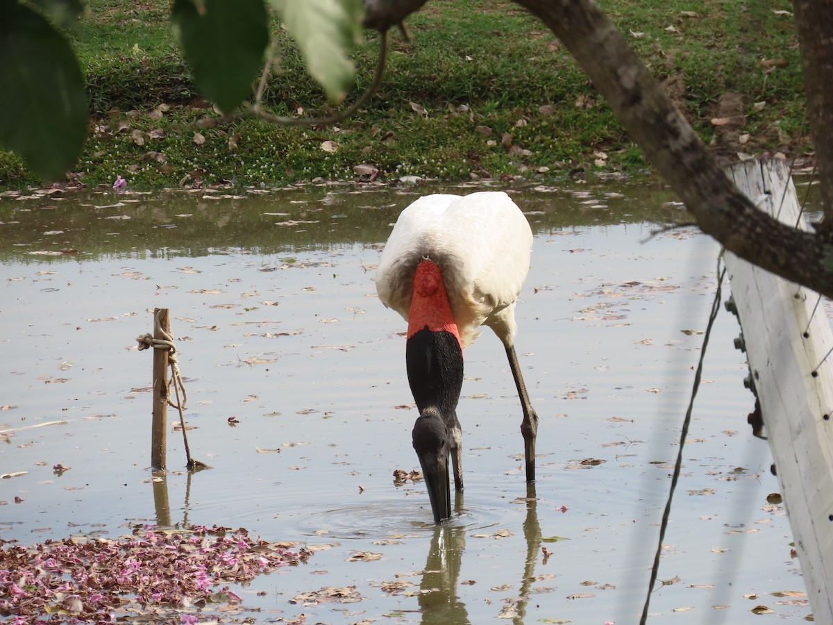 Jabiru - ML641874072