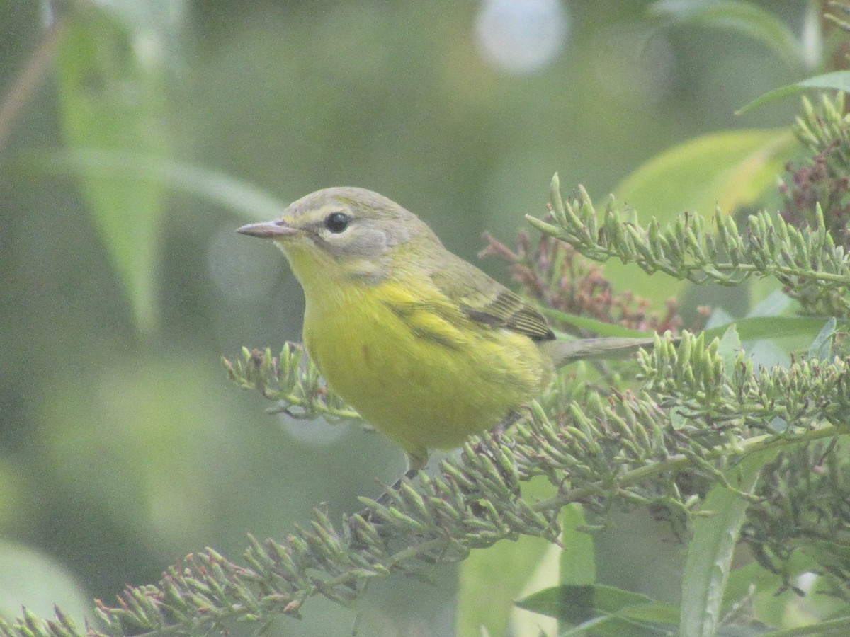 Prairie Warbler - ML641874074