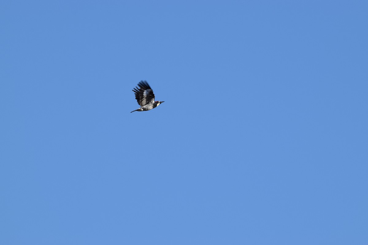 Acorn Woodpecker - ML641874094
