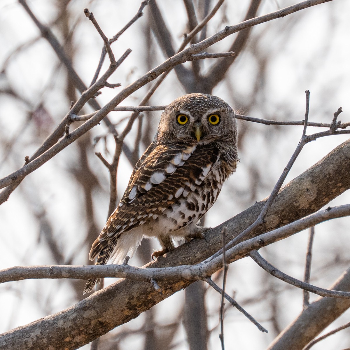 African Barred Owlet - ML641874155