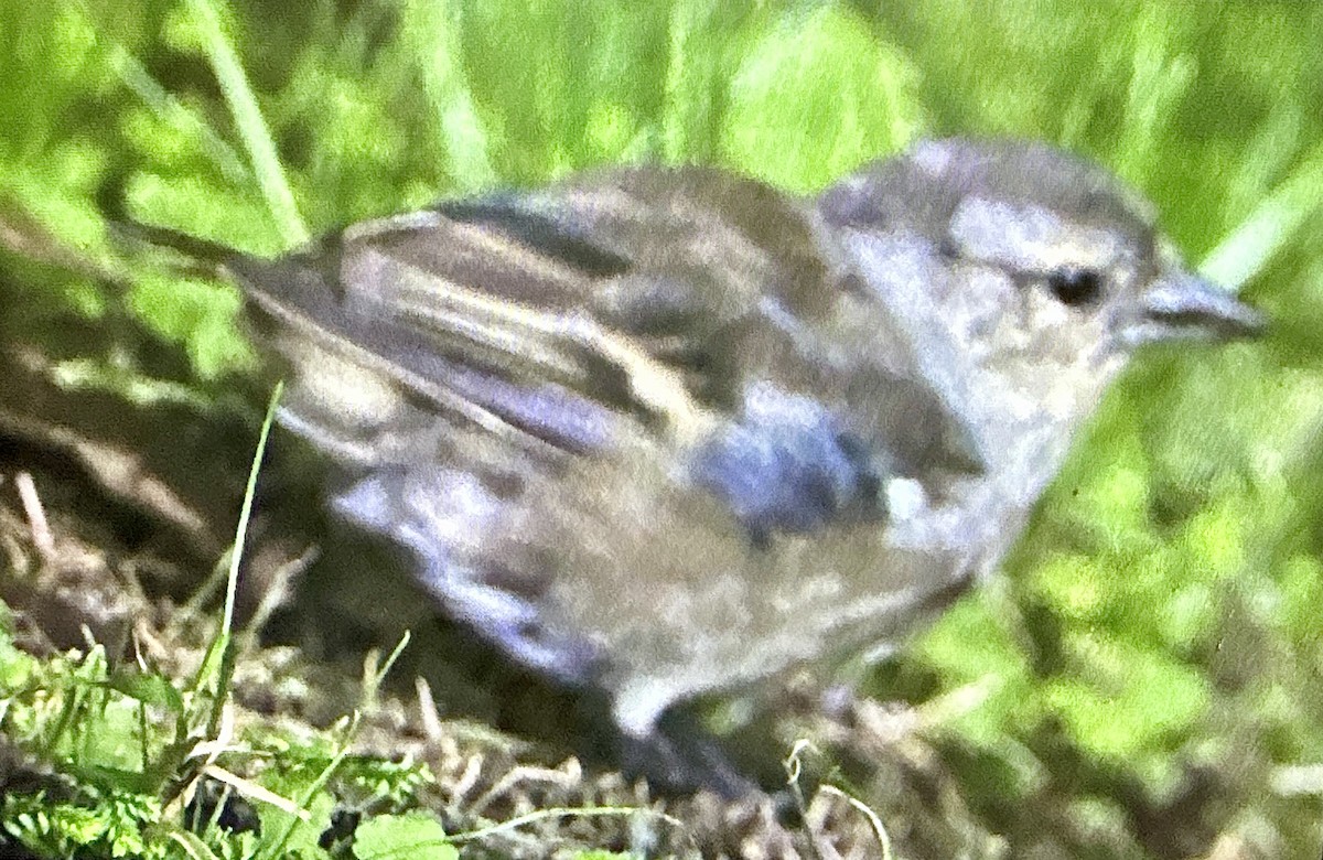 Azores Chaffinch - ML641874157