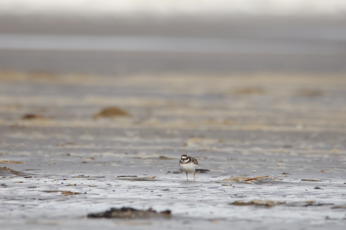 Common Ringed Plover - ML641874161