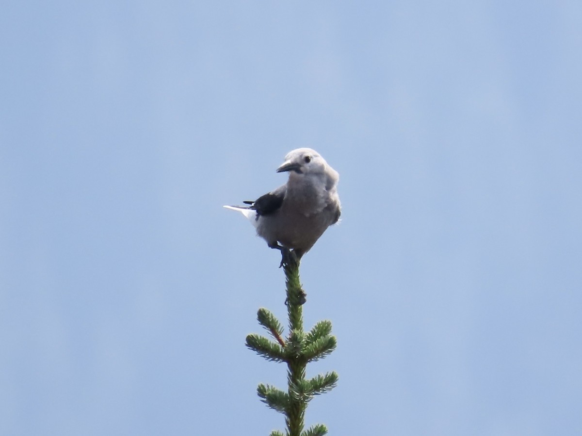 konglekråke - ML641874169