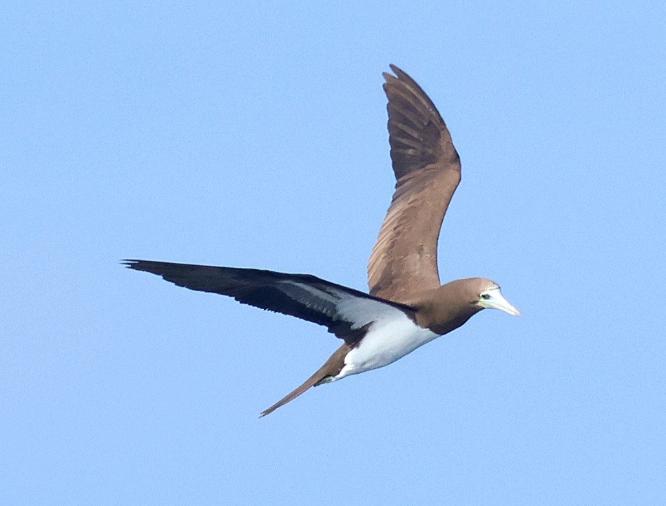 Cocos Booby - ML641874174