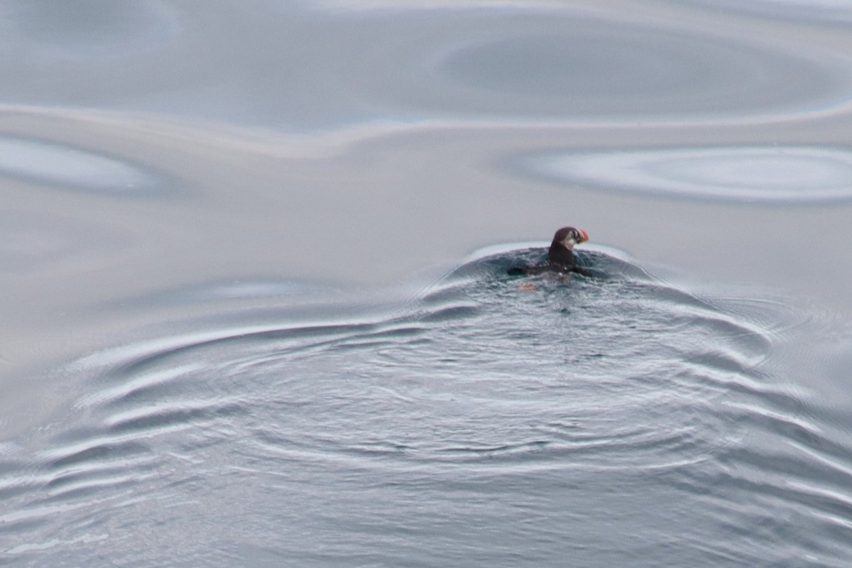 Atlantic Puffin - ML641874183