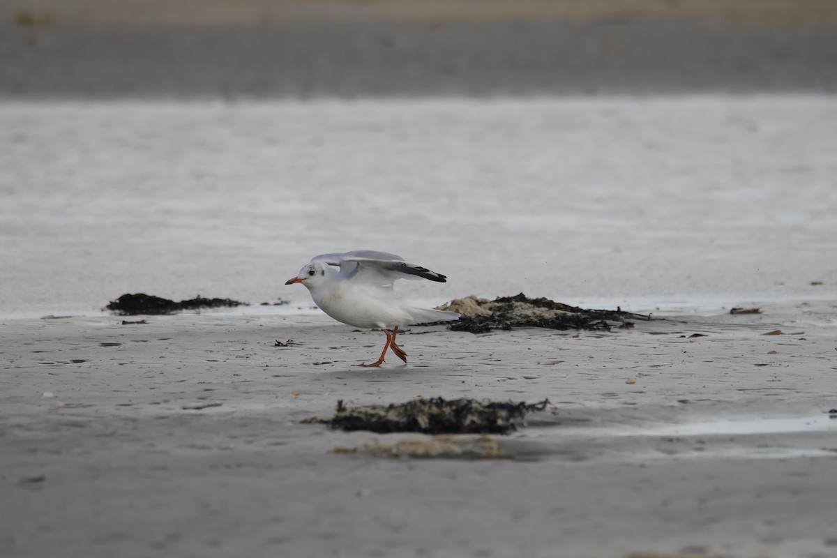 Black-headed Gull - ML641874187