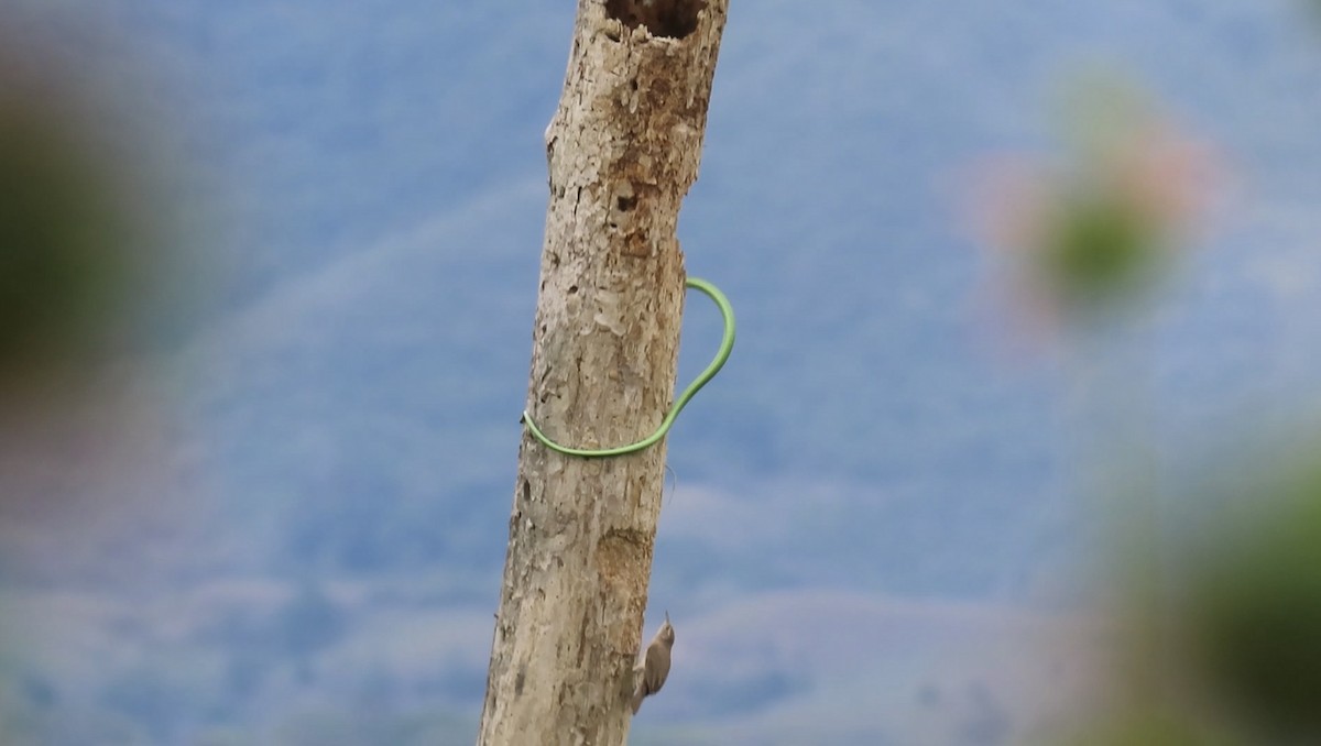 Southern House Wren - ML641874201