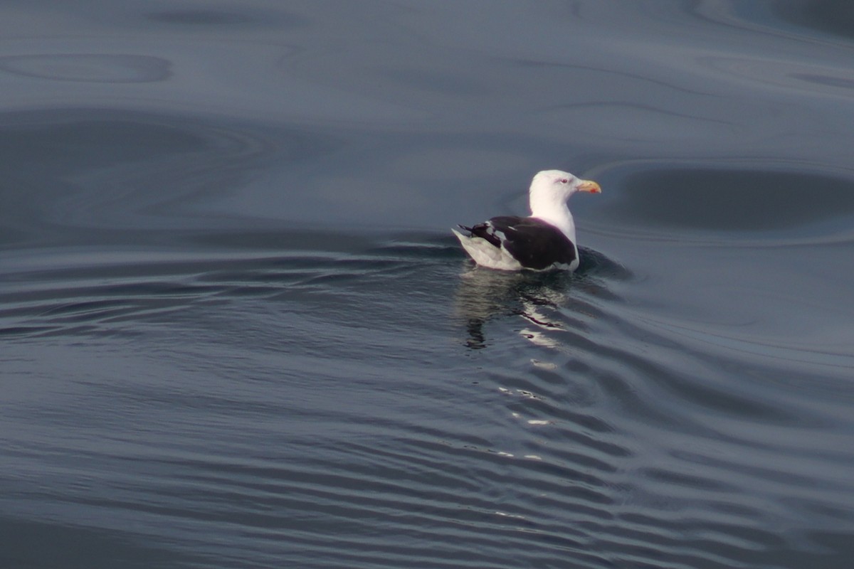 Great Black-backed Gull - ML641874207