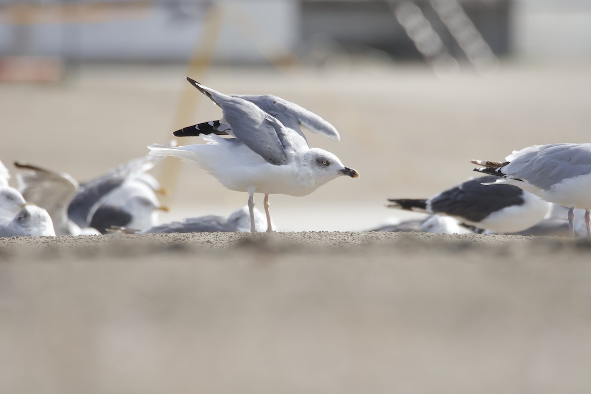 Yellow-legged Gull - ML641874212