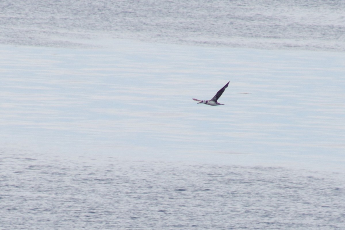 Northern Gannet - ML641874222