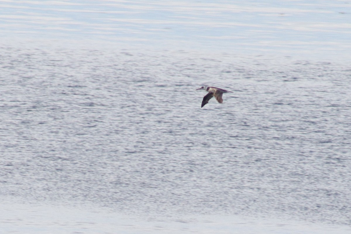 Northern Gannet - ML641874223