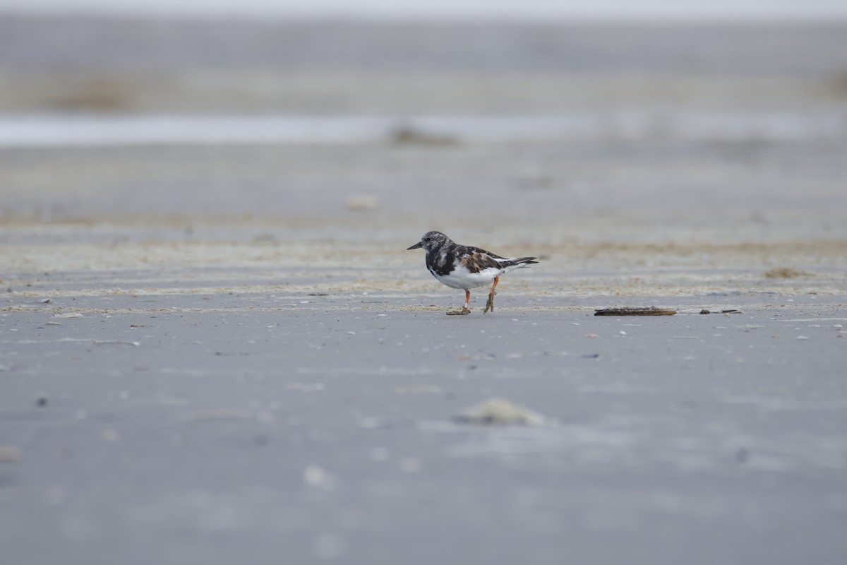 Ruddy Turnstone - ML641874260