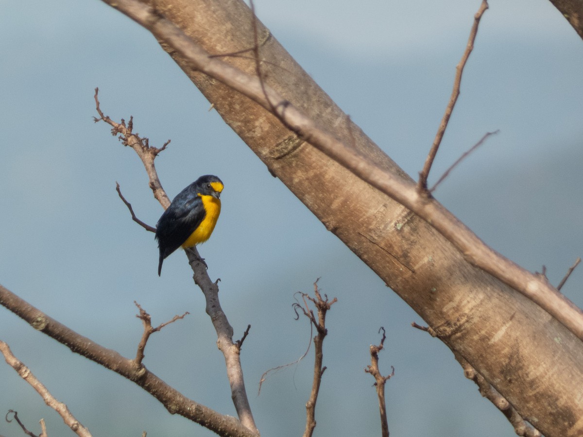 Yellow-throated Euphonia - ML641874279