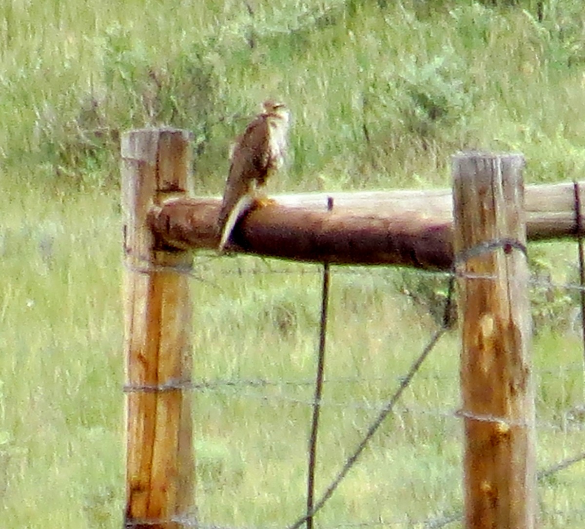 Prairie Falcon - ML641874289